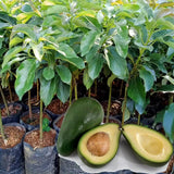 HASS Avocado Live Tree Plant, 15–20" Tall Plant, 1.5 Year Old Tree for Indoor and Outdoor Growing