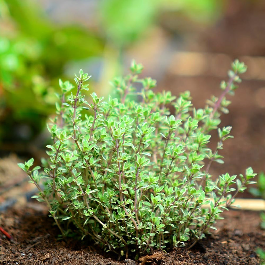 Set 2000 Thyme Seeds for Planting, Hardy Thyme, Greem Thyme Herb Seeds, Perennial Herb for Containers, Borders and Outdoor Garden