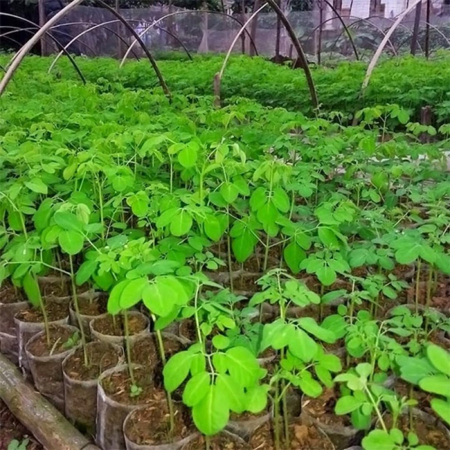 100 Moringa Oleifera Seeds for Planting, Fast Growing Tree Seeds, Suitable for Outdoor Garden Growing