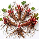 Pack 5 Red Rhubarb Roots, Large Rhubarb Rhizomes, Hardy Perennial Heirloom Vegetable Plant Garden