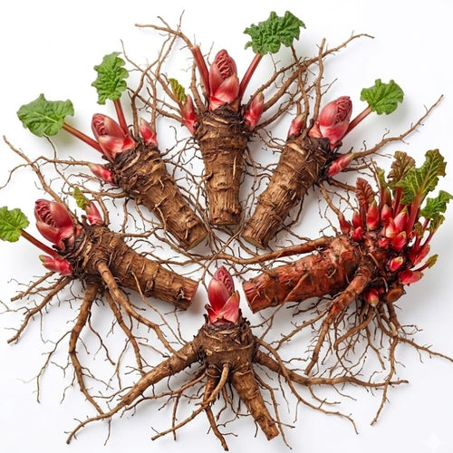 Pack 5 Red Rhubarb Roots, Large Rhubarb Rhizomes, Hardy Perennial Heirloom Vegetable Plant Garden