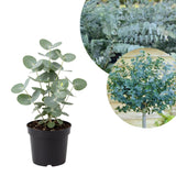Eucalyptus Tree Live Plant 5″ Pot, Fragrant Eucalyptus Plant, Easy Grow Ornamental Tree for Outdoor (Silver Dollar Eucalyptus)