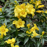 2 Jasmine Plants Live, Jasmine Flower Plant, 5 Inc Long, Annual Blooming Climbing Vine (Yellow)