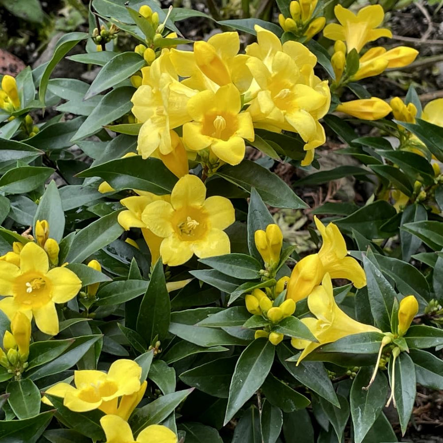 2 Jasmine Plants Live, Jasmine Flower Plant, 5 Inc Long, Annual Blooming Climbing Vine (Yellow)
