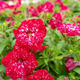 2 Petunia Live Plants, Strawberry Sky Petunia Flowers, Live Petunias Plants Outdoor Indoor, 5-9 Inch Tall