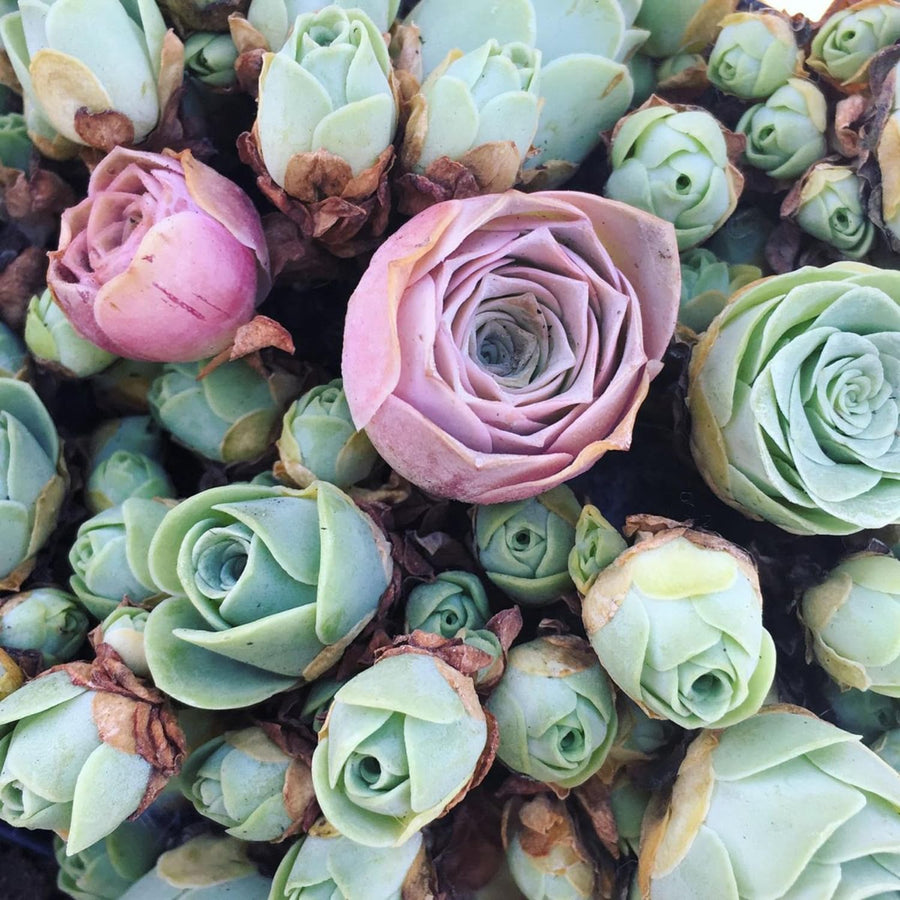 Live Mountain Rose Sucuclent, Rare Succulents Plants Live in 2 Inch Pot, Houseplant Rose-Shaped Succulents Plant for Planting Indoors Garden, Containers