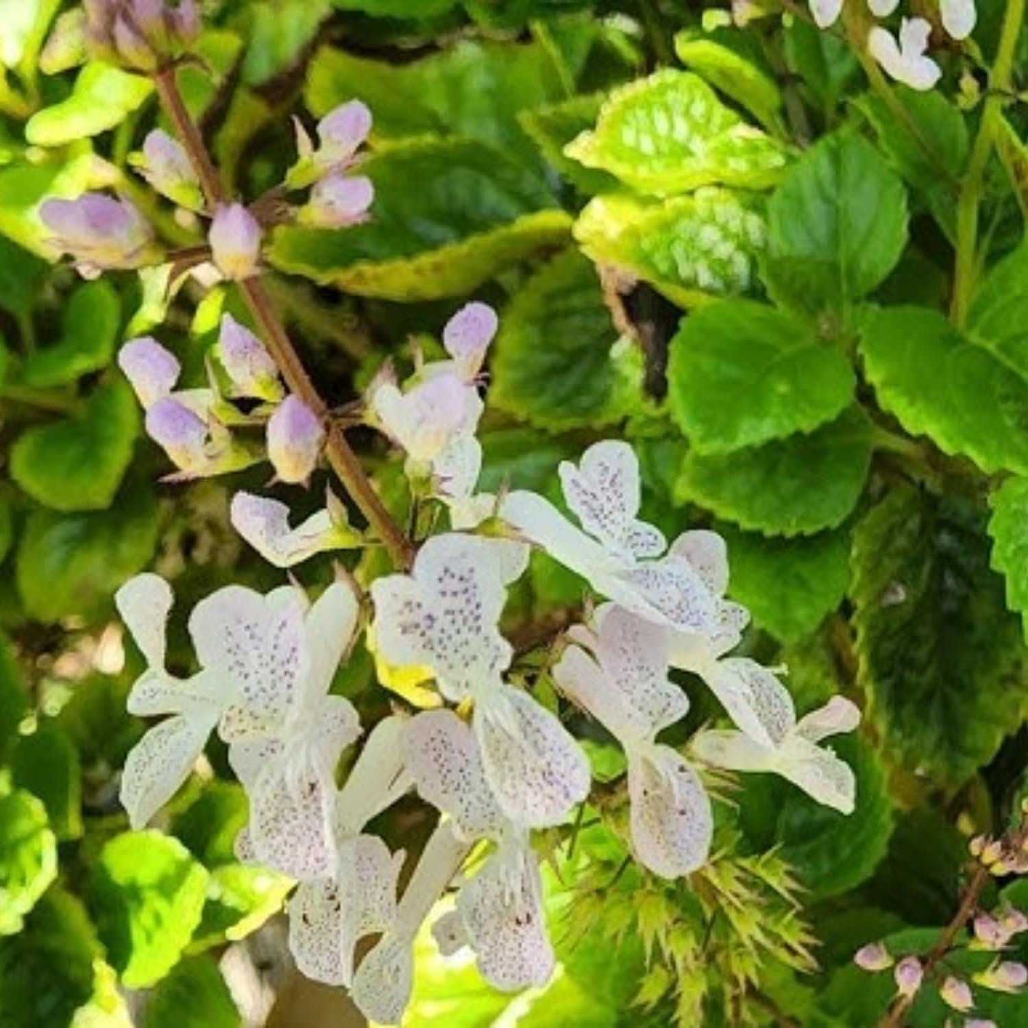 1 Pot Plectranthus Swedish Ivy Plant Live, Swedish Ivy Mint Herb Houseplants in 3.25 Inch Pots for Indoor and Outdoor