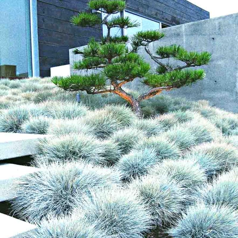 Pack 3 Blue Fescue Perennial Grass Ornamental Live Plants, 5-8" Dwarf Ornamental Grasses Blue Festuca Color, Grasses for Planting