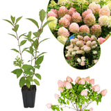Pink White Hydrangea Live Plant, 2.5 Inch Pot, Color Changing Hydrangea Bush, Hardy Perennial Flowering Shrub, 6-12" Tall