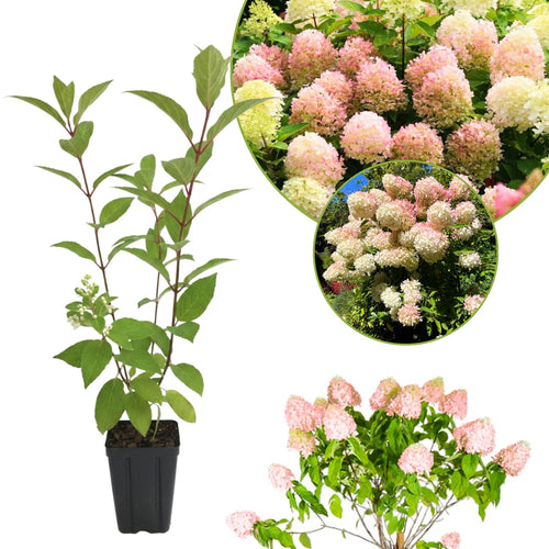 Pink White Hydrangea Live Plant, 2.5 Inch Pot, Color Changing Hydrangea Bush, Hardy Perennial Flowering Shrub, 6-12" Tall