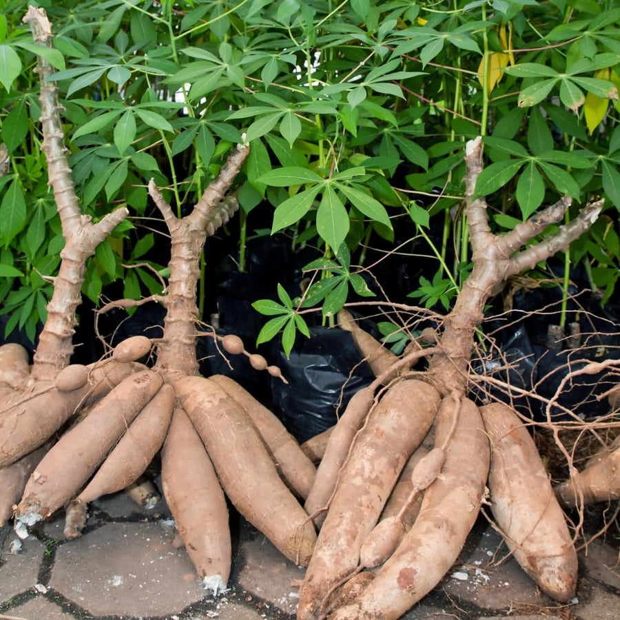 Cassava Yuca Plant Live in 4 Inc Potted, Sweet Yuca Live Plant for Growing Outdoors, 4 to 6 Inc Tall, Vegetable Plants Garden