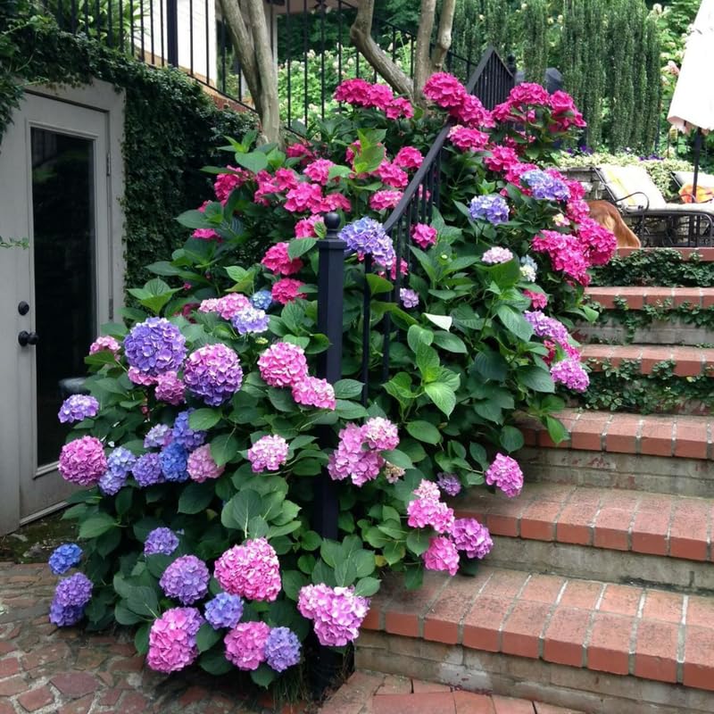Blue Purple Hydrangea Plant, 5 to 7 Inch Tall Hydrangea Plants Live, Without Pot, Change Color Flowers Hydrangeas Bush Plant Outdoor Shade Garden, Colorful Flowers