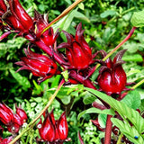 Roselle Seeds, Set of 50 Roselle Seeds, Red Hibiscus Roselle Seed for Outdoor Planting