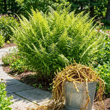5 Hay Scented Fern Rhizomes Live Plants for Planting, Ferns Live Plants Outdoors Indoors Full Shade, Bare Roots, Fast-Growing