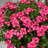 4 Pink Verbena Plants Live, 5-9" Tall Hardy Perennial Flower Plants, Well-Rooted for Outdoor Planting