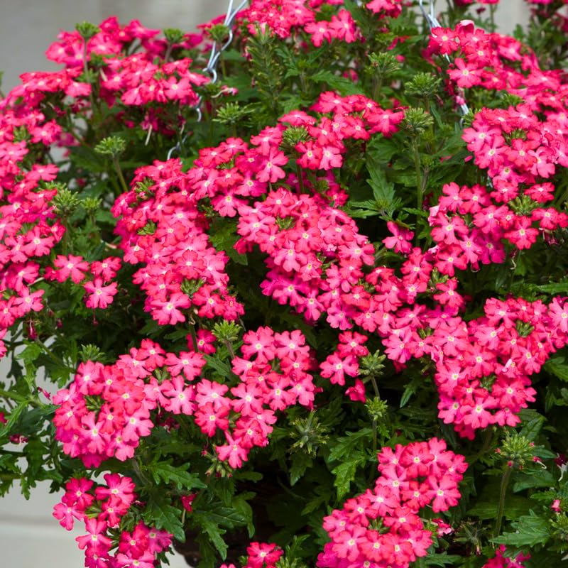 4 Pink Verbena Plants Live, 5-9" Tall Hardy Perennial Flower Plants, Well-Rooted for Outdoor Planting