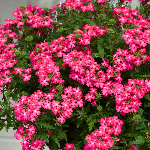 4 Pink Verbena Plants Live, 5-9" Tall Hardy Perennial Flower Plants, Well-Rooted for Outdoor Planting