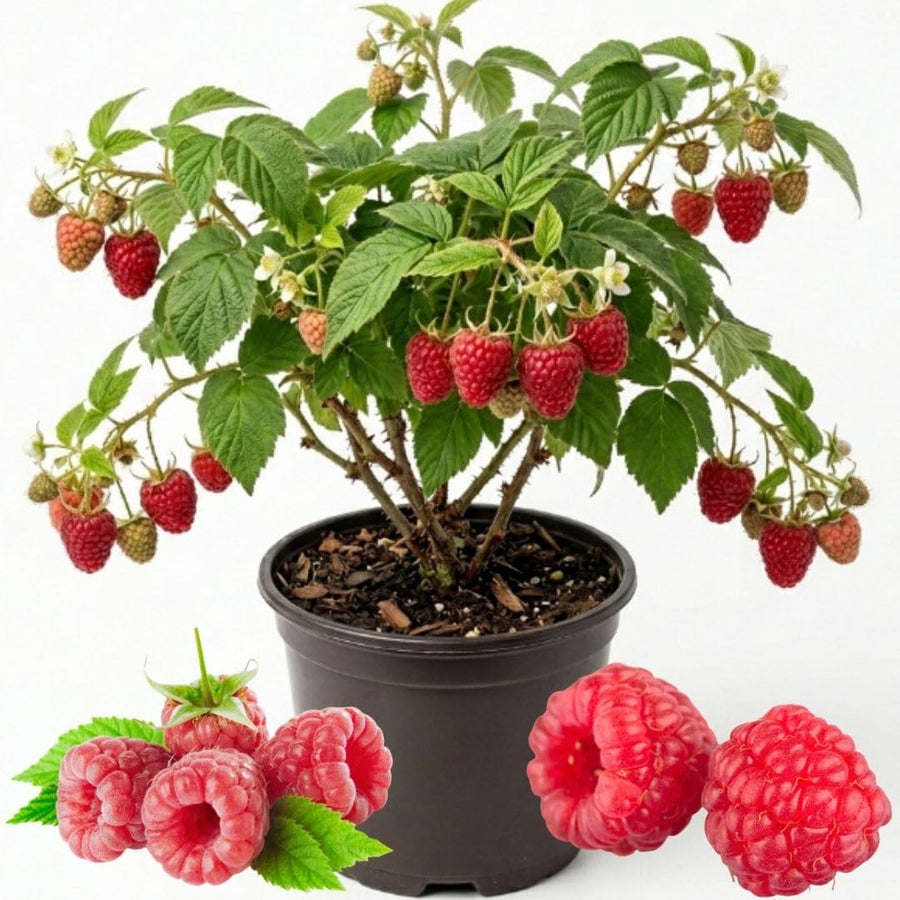 Red Raspberry Live Plant in 4 Inch Pot, 6-8 Inch Tall - Sweet Raspberry Plants, Berry Fruit Starter Plant for Outdoor Garden