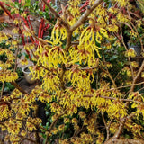 Witchhazel Live Plant, Yellow Flowering Bushes, 12-16 Inches Tall, Witch Hazel Plant for Outdoor Garden, Dormant in Winter