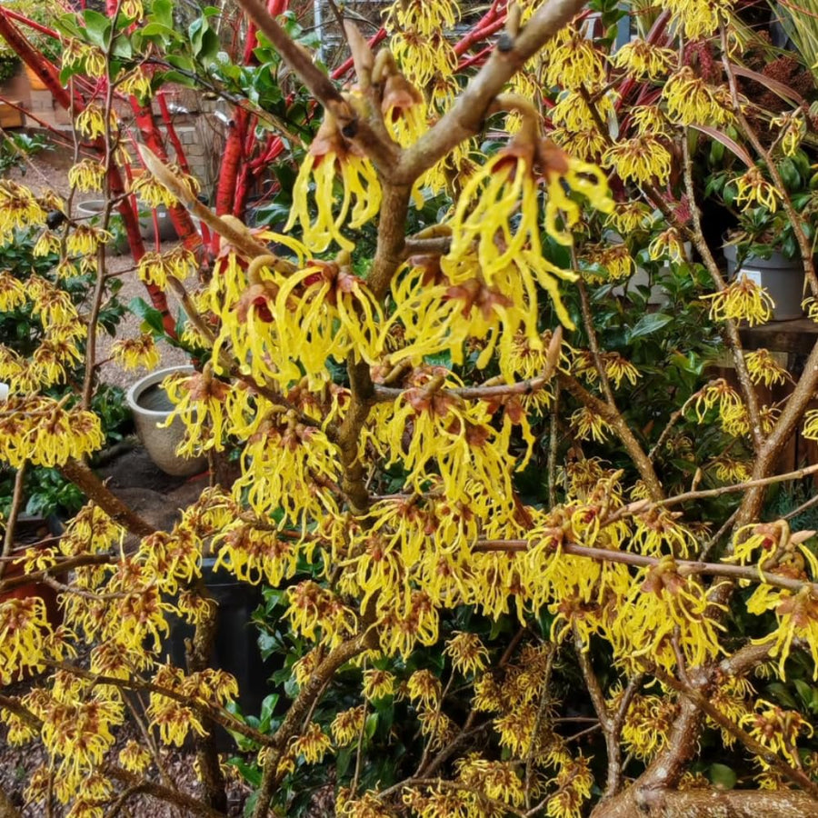 Witchhazel Live Plant, Yellow Flowering Bushes, 12-16 Inches Tall, Witch Hazel Plant for Outdoor Garden, Dormant in Winter