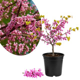 Eastern Redbud Tree Live Plant, Ornamental Pink Bloom Tree in Quart Pot for Outdoor Garden, Yard or Landscape Planting, 6-12 Inches