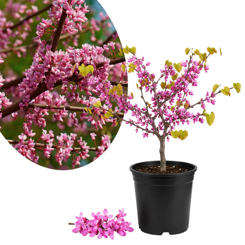 Eastern Redbud Tree Live Plant, Ornamental Pink Bloom Tree in Quart Pot for Outdoor Garden, Yard or Landscape Planting, 6-12 Inches