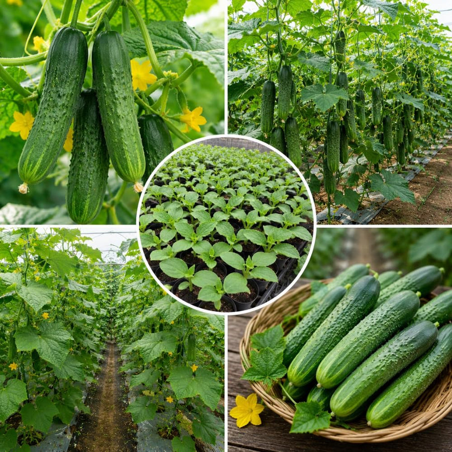 2 Cucumber Plants Live for Planting, Green Cucumber Live Plant in 4 Inches Pot, Well Rooted from 6 to 8 Inches Tall for Vegetable Garden, Cucumbers Starter Plant