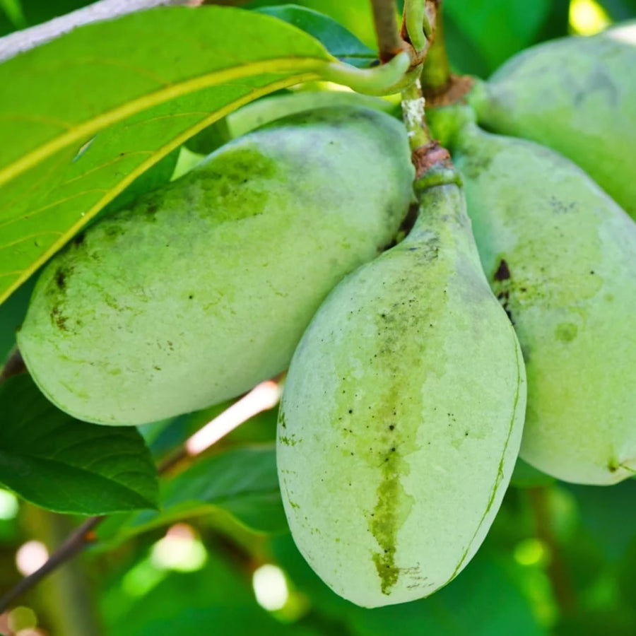 2 Pots Pawpaw Trees Live Plants, 7-13 Inches Height, in Quart Pots, Cold Hardy Paw Paw Fruit Trees for Planting