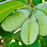 Pack 2 Pawpaw Trees Live Bareroots, 6-12 Inches Tall, Hardy Paw Paw Fruit Trees to Grow