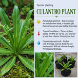 Set 2 Culantro Plants Live, Culantro Live Plant, 5 to 7 Inches Tall, Vegetable Herb Plant, No Potted