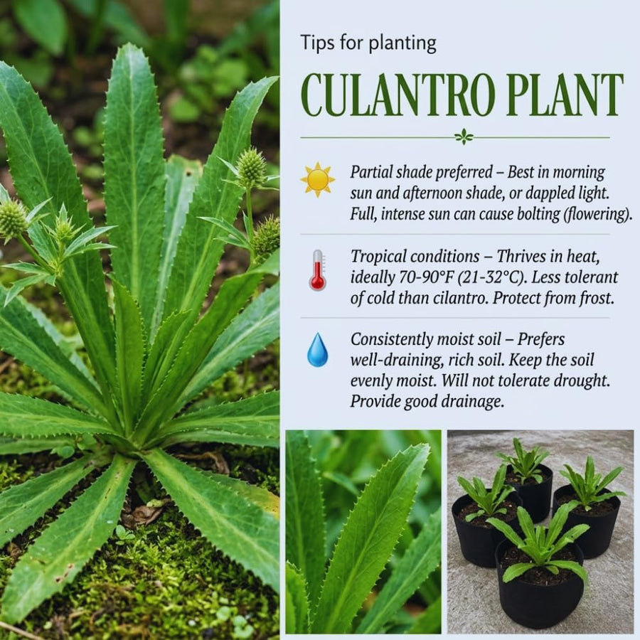Set 2 Culantro Plants Live, Culantro Live Plant, 5 to 7 Inches Tall, Vegetable Herb Plant, No Potted