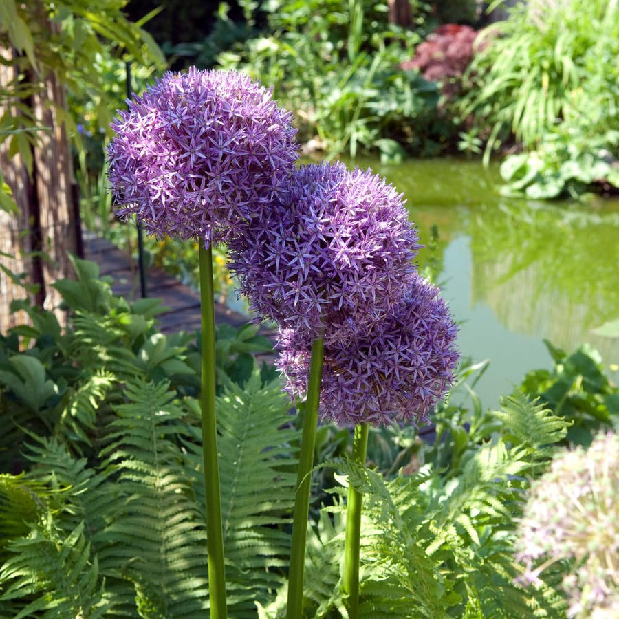 3 Purple Allium Bulbs for Planting - Large Bulbs, Ornamental Onion Allium Flower Bulb, Spring Blooming Garden Flowers, Outdoor Landscaping Plants