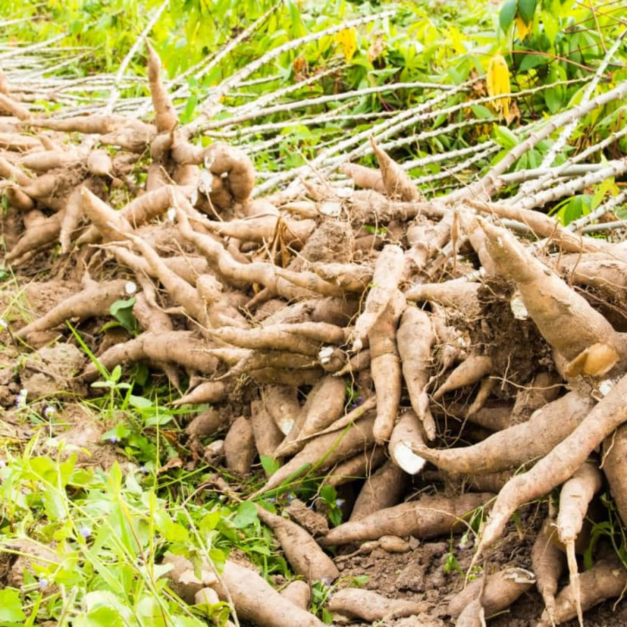 Sweet Yuca Cassava Plant Live, Cassava Plant Well Rooted 4 Inch Pot, Annual Vegetable Roots for Growing