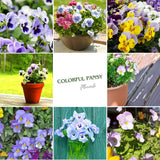 2 Pansies Plants Live in 4'' Pot, Live Pansies Live Plants for Containers and Gardens, Well-Rooted, Ideal for Spring and Fall Planting, 3-6 Inches Tall