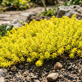 Sedum Live Plant in 4 Inches Pot, Sedum Succulents Plants Live, Vibrant Foliage, Indoor Outdoor Houseplant