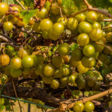 Seedless Grape Vines Trees Live Plants, Well-Rooted 1 to 2 Years Old, Grapes Plant Live for Outdoor Planting, Zones 3-9 (Bronze Muscadine)