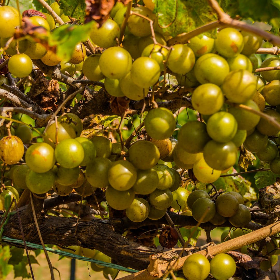 Seedless Grape Vines Trees Live Plants, Well-Rooted 1 to 2 Years Old, Grapes Plant Live for Outdoor Planting, Zones 3-9 (Bronze Muscadine)
