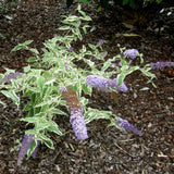 Butterfly Bush Plant for Planting, Size 5 to 7 Inch Tall Plant, Without Pot, Butterfly Bushes Plants (Dark Pink Flowers)