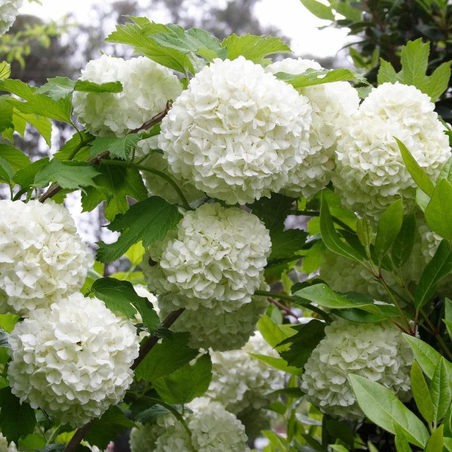 Live Snowball Viburnum Bush 4-7 Inch Tall in 2.5 Inch Pot, White Viburnum Tree, Hardy Flowering Shrub for Landscaping and Garden Borders