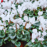 White Cyclamen Plant Live, Cyclamen Flower Live Plant, 5'' to 7'' Tall, Easy to Plant, Out Garden