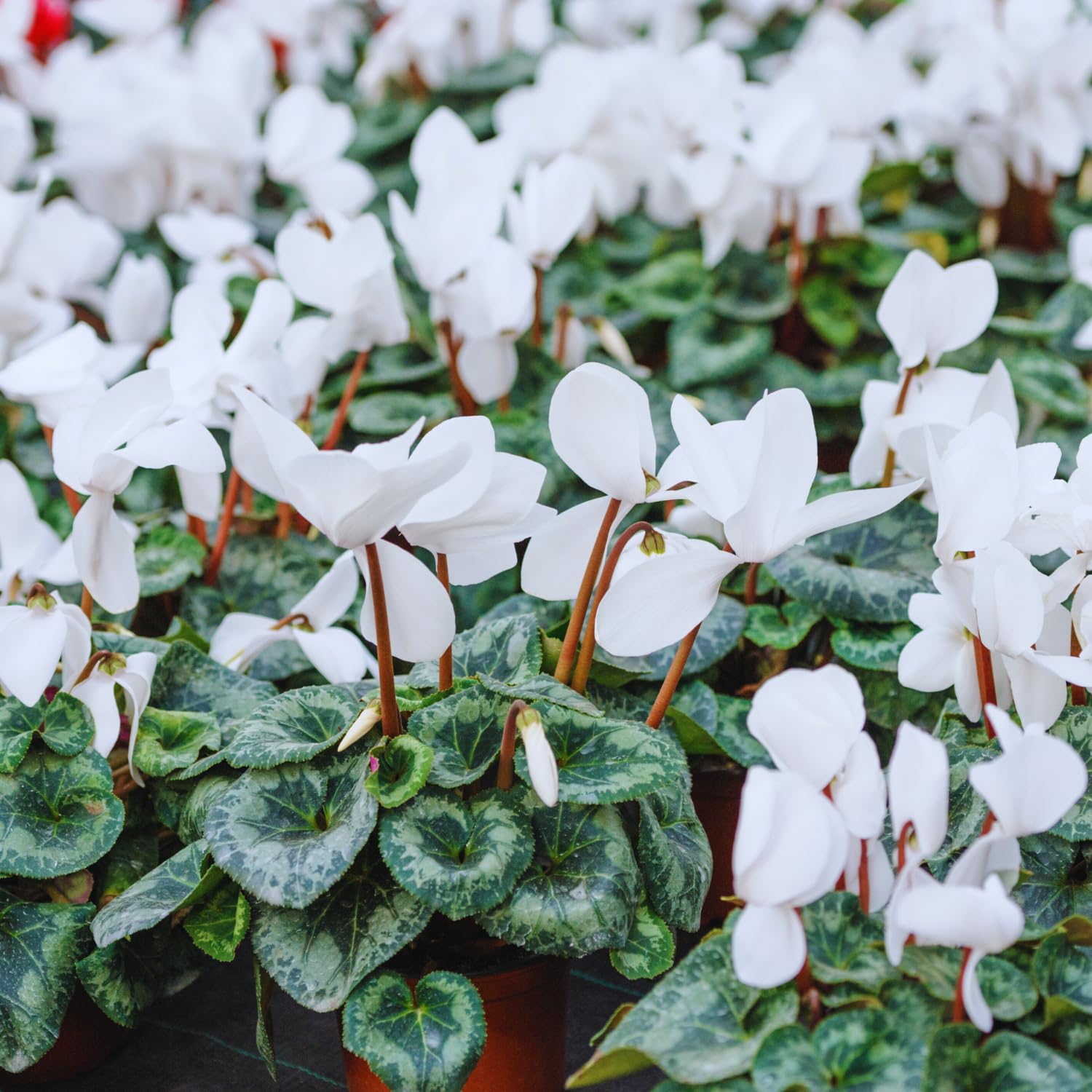 White Cyclamen Plant Live, Cyclamen Flower Live Plant, 5'' to 7'' Tall, Easy to Plant, Out Garden