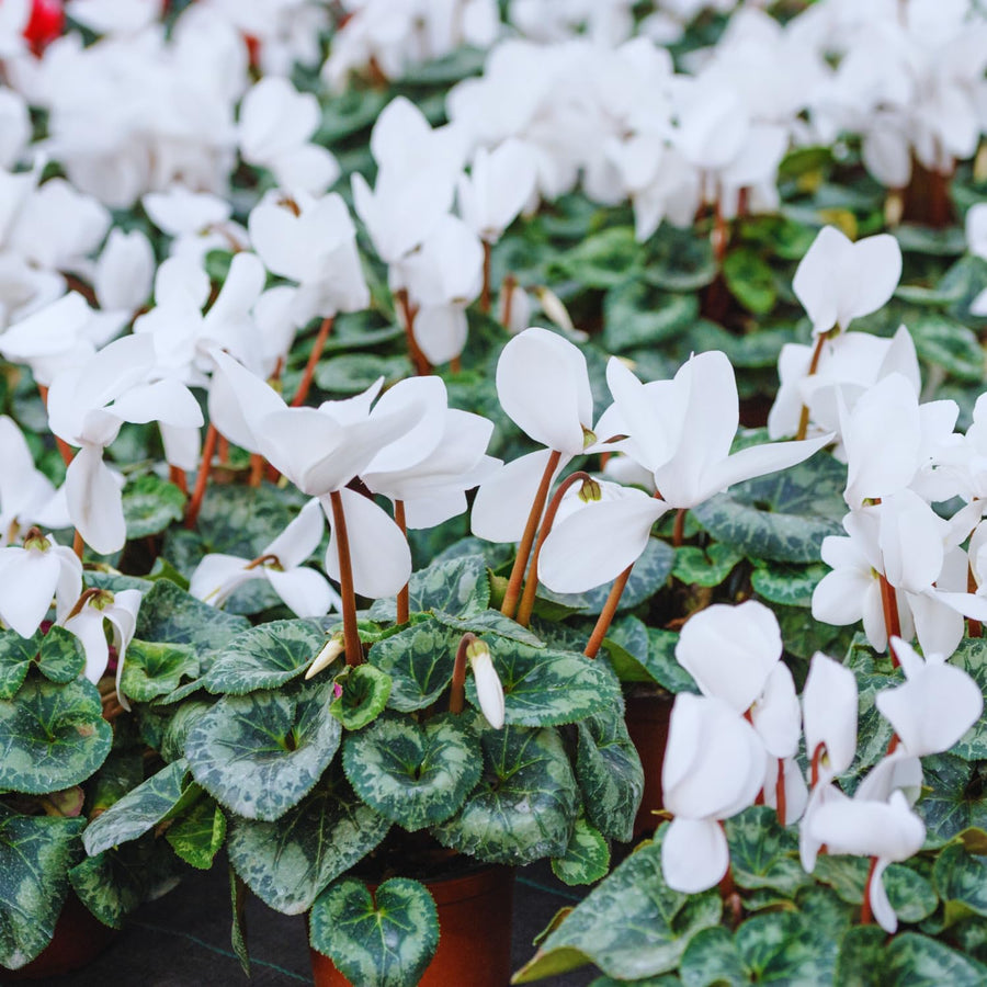 White Cyclamen Plant Live, Cyclamen Flower Live Plant, 5'' to 7'' Tall, Easy to Plant, Out Garden