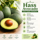 HASS Avocado Plant Live 8-10'' Tall, Cold Hardy Avocado Tree Seedlings Ready to Grow, Tropical Fruit Tree for Outdoor Growing