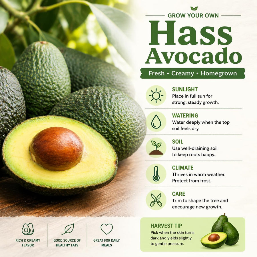 HASS Avocado Plant Live 8-10'' Tall, Cold Hardy Avocado Tree Seedlings Ready to Grow, Tropical Fruit Tree for Outdoor Growing