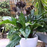 2 Black Bat Flower Live Plants, Bat Orchird Tacca Chantrieri Houseplant 4-6 Inches Tall