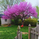 Eastern Redbud Trees Live Plants Seedlings, 6 to 13 Inc Tall Red Bud Trees Live Plants, American Redbud Tree, Cold Hardy