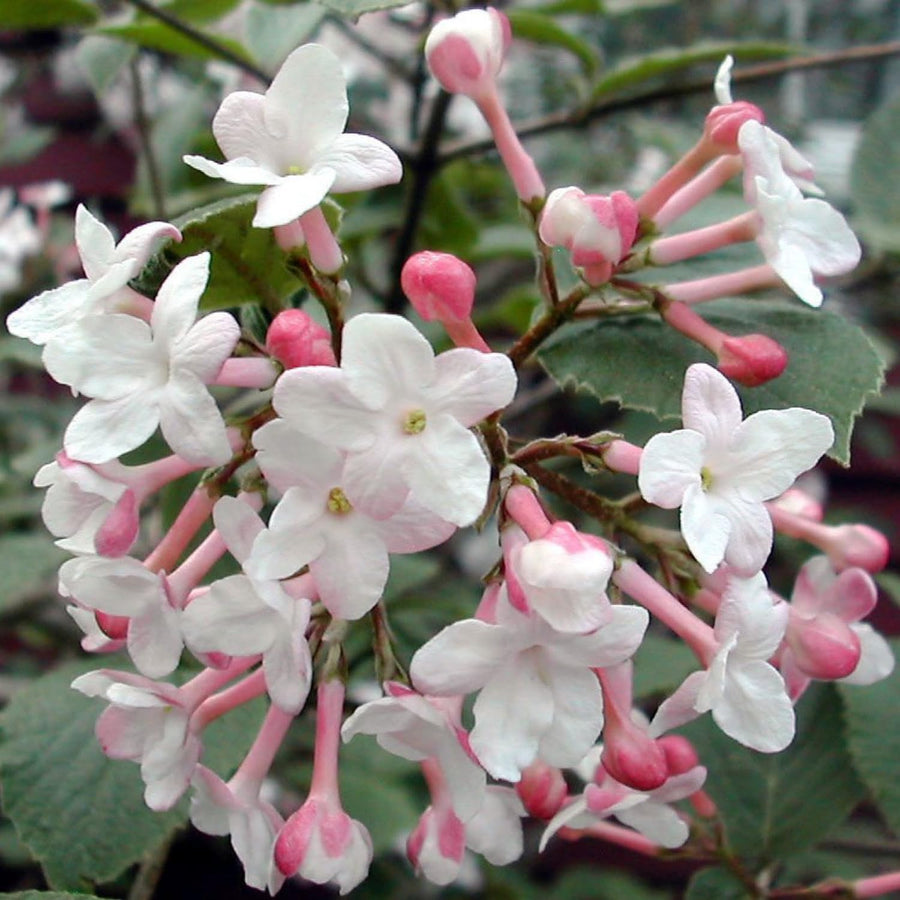 Pink Viburnum Live Plant, 2.5 Inch Pot Hardy Flowering Shrub, Fragrant Spring Blooms for Landscape Garden