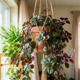 Purple Swedish Ivy Live Plants in 4'' Pot, Hardy Ivy Vine Plant for Trellis, Ground Cover, Live Indoor Houseplants