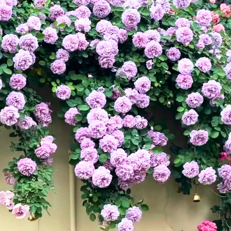 Light Purple Rose Bush Live Plant, Climbing Rose Plant Live Shrub - Bareroot with Soil 7-10 Inch Tall - Fragrant Rose Flowers Heirloom Rose Shrub