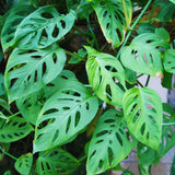 Monstera Adansonii Live Plants, Swiss Cheese Plants Live, 4 to 6 Inches Tall, 2 Plants, Live House Plants Planting